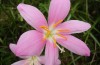 Flores y plantas