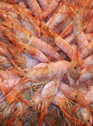 Mercado de Jerez