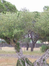 Doñana