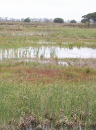 Doñana