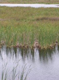 Doñana