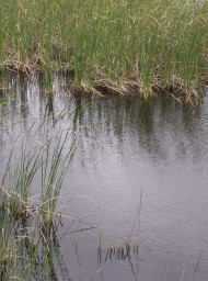 Doñana