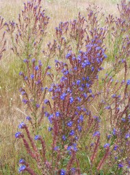 Doñana
