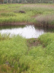 Doñana