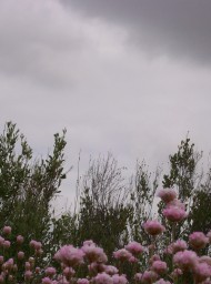 Doñana