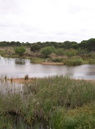 Doñana