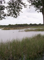Doñana