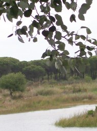 Doñana