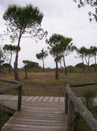Doñana
