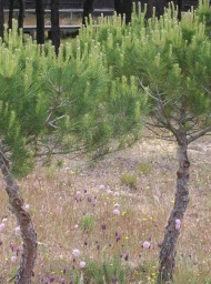 Doñana