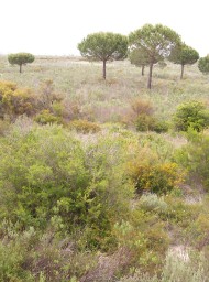 Doñana