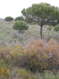 Doñana