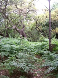 Doñana