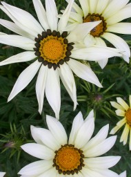 Flores y plantas Flores y plantas