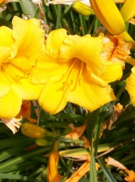 Flores y plantas Flores y plantas