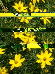 Flores y plantas Flores y plantas