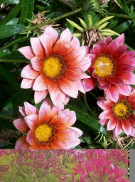 Flores y plantas Flores y plantas