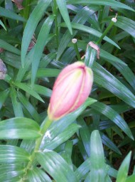Flores y plantas Flores y plantas
