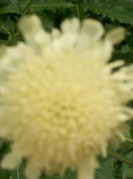 Flores y plantas Flores y plantas