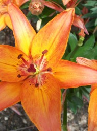Flores y plantas Flores y plantas