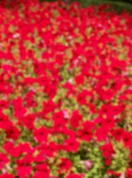 Flores y plantas Flores y plantas