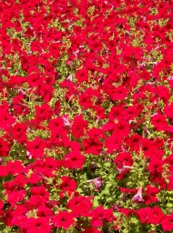 Flores y plantas Flores y plantas