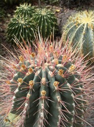 Flores y plantas Flores y plantas
