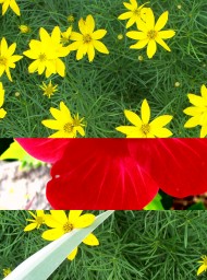 Flores y plantas Flores y plantas