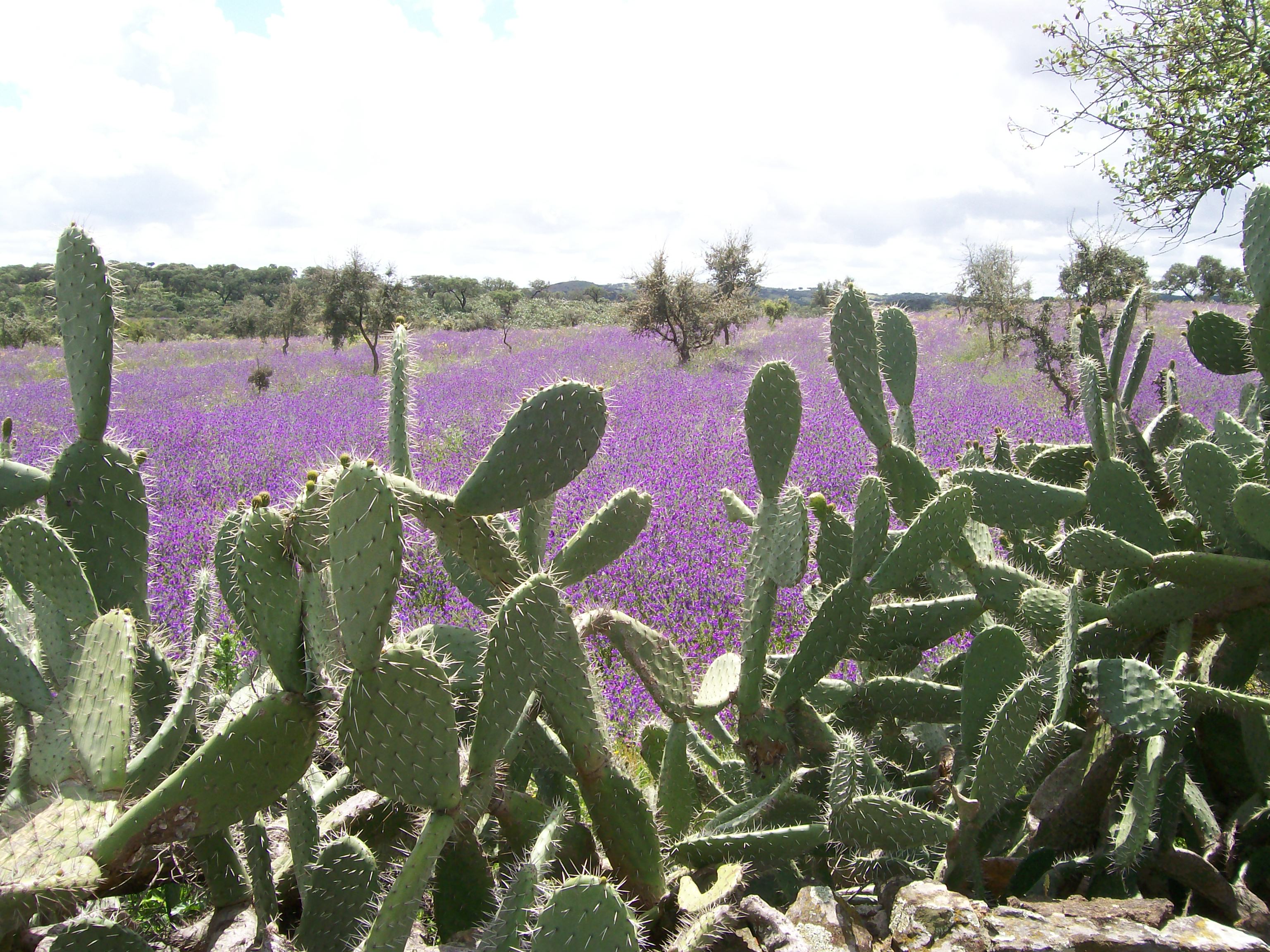 Camino de Serpa