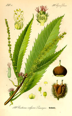Como el  fruto del castaño