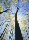 El bosque crece silencioso