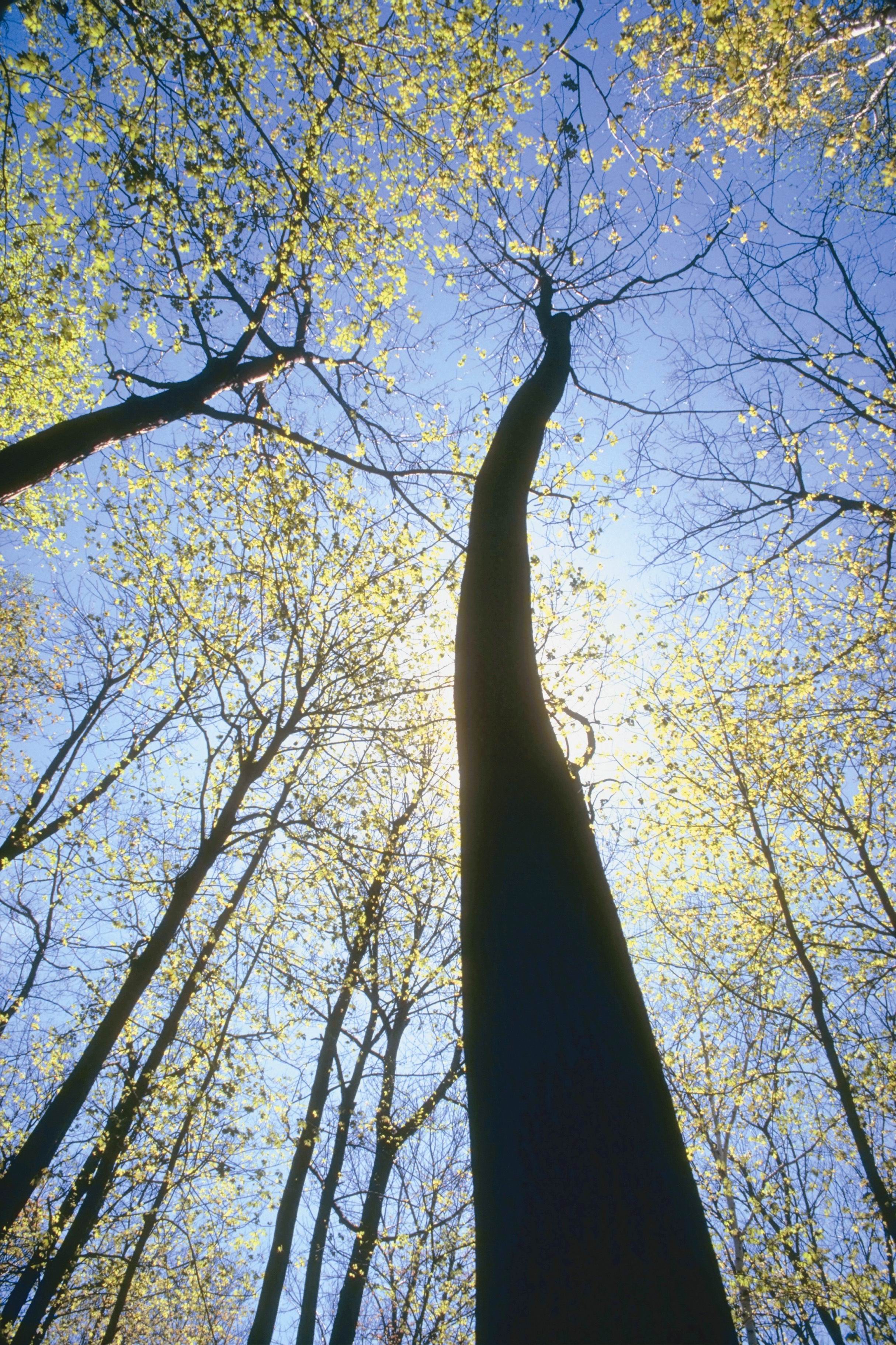El bosque crece silencioso