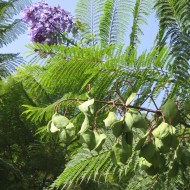 Nerja 3 (19)