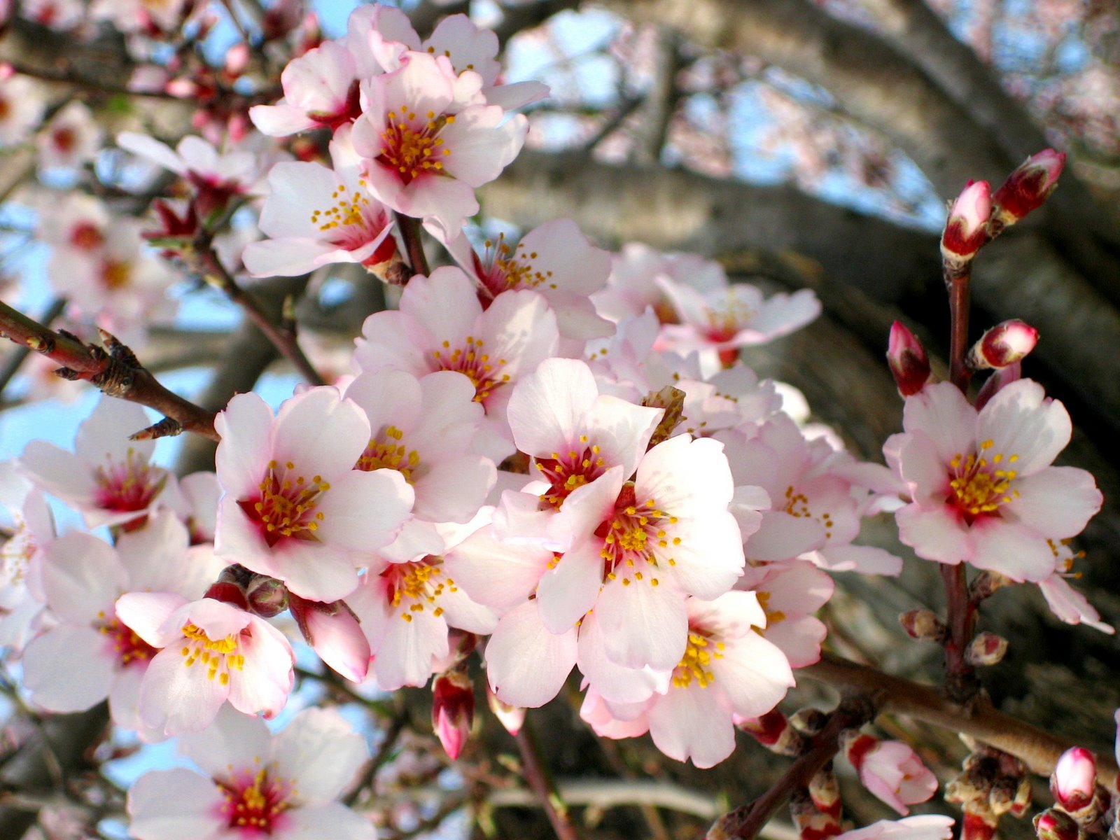 Almendras dulces