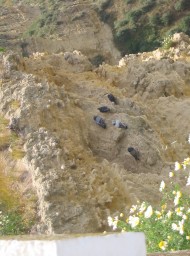 arcos-11 arcos-11