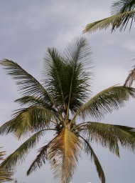 canarias108