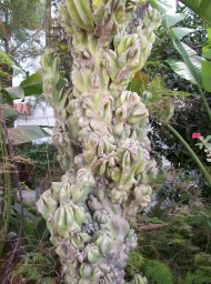 canarias115