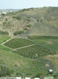 canarias141