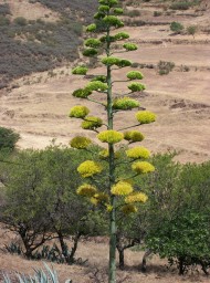 canarias226