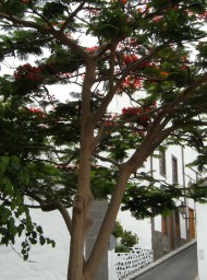 canarias417c
