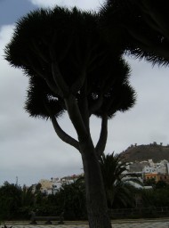 canarias417g
