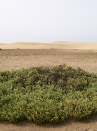 canarias72